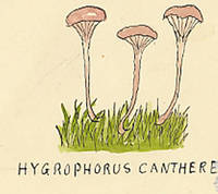 Botanical drawing of genus Hygrophorus and species cantherellus