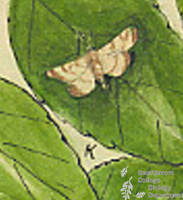 Botanical drawing of genus Pyrausta and species orphisalis