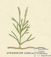 Botanical drawing of genus Lycopodium and species complanatum