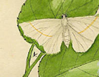 Botanical drawing of genus Subiodes and species lorata