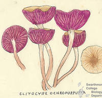 Botanical drawing of genus Clitocybe and species ochropurpurea