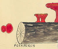 Botanical drawing of genus Polyporus and species sp