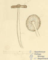 Botanical drawing of genus Clitocybe and species nunlticeps