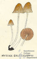 Botanical drawing of genus Mycena and species galariculata