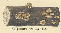 Botanical drawing of genus Crepidotus and species applanatus
