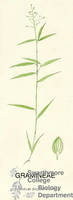 Botanical drawing of genus Panicum and species dichotomum