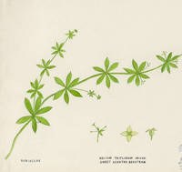 Botanical drawing of genus Galium and species triflorum