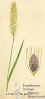 Botanical drawing of genus Setaria and species glauca