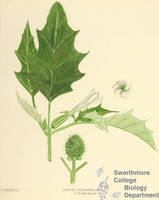 Botanical drawing of genus Datura and species stramonium