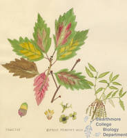 Botanical drawing of genus Quercus and species prinoides
