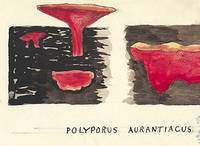 Botanical drawing of genus Polyporus and species aurantiacus