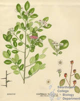 Botanical drawing of genus Crataegus and species tomentosa