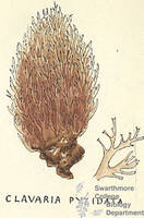 Botanical drawing of genus Clavaria and species pyxidata