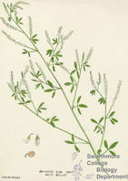 Botanical drawing of genus Melilotus and species alba