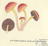 Botanical drawing of genus Hypholama and species sublateritium