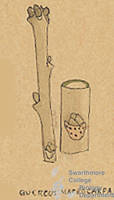 Botanical drawing of genus Quercus and species stellata