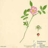 Botanical drawing of genus Rosa and species humilis