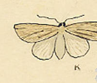 Botanical drawing of genus Heliophila and species multilinea