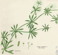 Botanical drawing of genus Galium and species aparine