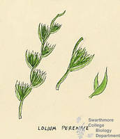 Botanical drawing of genus Lolium and species perenne