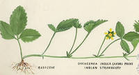 Botanical drawing of genus Duchesnea and species indica