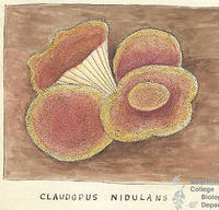 Botanical drawing of genus Claudopus and species nidulans