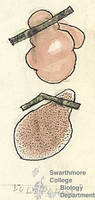 Botanical drawing of genus Polyporus and species sp