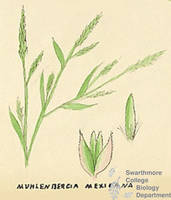 Botanical drawing of genus Muhlenbergia and species mexicana