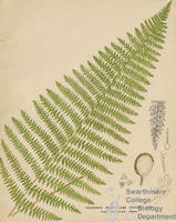 Botanical drawing of genus Dicksonia and species punctiluba
