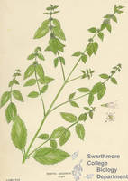 Botanical drawing of genus Mentha and species arvensis