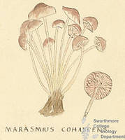Botanical drawing of genus Marasmius and species cohaerens