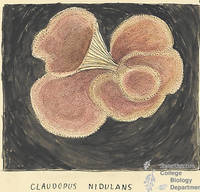 Botanical drawing of genus Claudopus and species nidulans