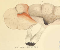 Botanical drawing of genus Entoloma and species sinuatum