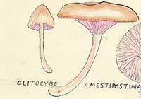 Botanical drawing of genus Clitocybe and species amesthystina
