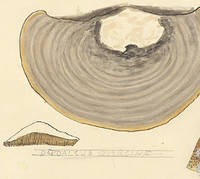 Botanical drawing of genus Daedalea and species quercina