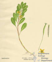 Botanical drawing of genus Jussiaea and species diffusa