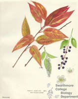 Botanical drawing of genus Prunus and species serotina