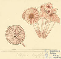 Botanical drawing of genus Collybia and species drysplylla