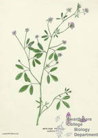 Botanical drawing of genus Medicago and species sativa