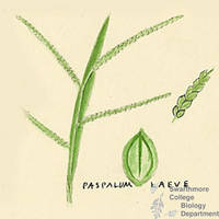 Botanical drawing of genus Paspalum and species leave