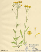 Botanical drawing of genus Senecio and species smallii