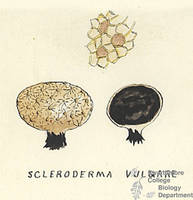 Botanical drawing of genus Scleroderma and species vulgare