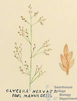 Botanical drawing of genus Glyceria and species nervata