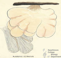 Botanical drawing of genus Pleurotus and species ostraetus