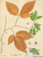 Botanical drawing of genus Fagus and species grandifolia