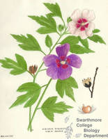 Botanical drawing of genus Hibiscus and species syriacus