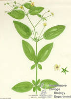 Botanical drawing of genus Steironema and species ciliata