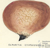 Botanical drawing of genus Clavatia and species cyathiformis