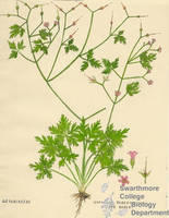 Botanical drawing of genus Geranium and species robertianum
