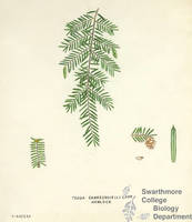 Botanical drawing of genus Tsuga and species canadensis